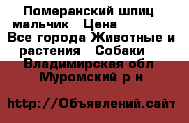 Померанский шпиц, мальчик › Цена ­ 35 000 - Все города Животные и растения » Собаки   . Владимирская обл.,Муромский р-н